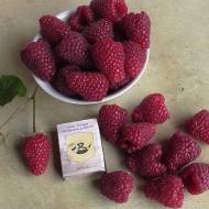 Саженец малина Самохвал в контейнере